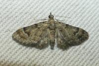 Gymnoscelis rufifasciata