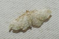 Idaea fuscovenosa