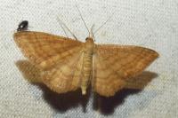 Idaea ochrata