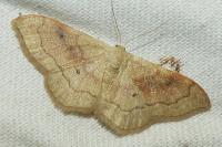 Idaea rubraria