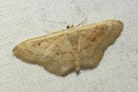 Idaea rubraria