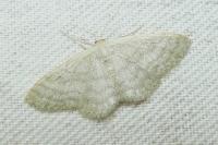 Idaea subsericeata