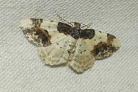 Ligdia adustata