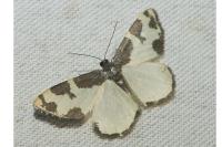 Lomaspilis marginata