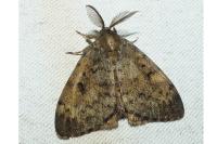 Lymantria dispar