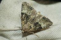 Mesoligia furuncula