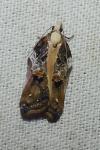 Acleris cristana
