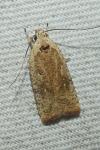 Agonopterix nervosa