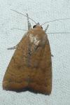 Noctua interjecta