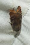 Noctua janthe