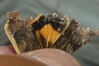 Noctua janthe
