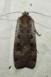 Noctua pronuba