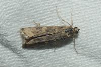 Nomophila noctuella
