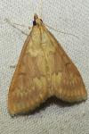 Ostrinia nubilalis/scapulalis