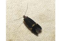 Aproaerema anthyllidella