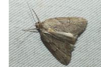 Pachycnemia hippocastanaria