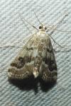 Parapoynx stratiotata