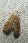 Parapoynx stratiotata