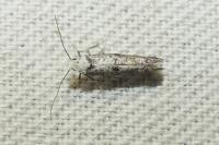 Paraswammerdamia albicapitella