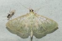 Patania ruralis