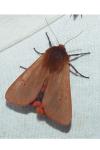 Phragmatobia fuliginosa