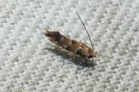 Phyllonorycter trifasciella