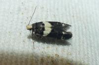 Recurvaria leucatella