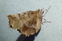 Selenia dentaria