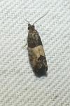 Agonopterix ocellana