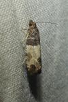 Agonopterix ocellana