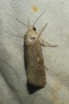 Spodoptera exigua