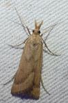 Synaphe punctalis