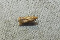 Tischeria