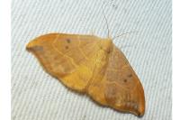 Watsonalla binaria