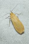 Wittia sororcula