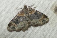 Xanthorhoe ferrugata