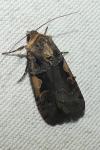 Xestia c-nigrum