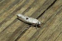 Yponomeuta plumbella