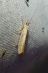 Ypsolopha ustella