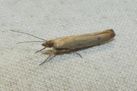 Ypsolopha ustella
