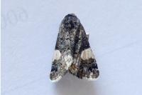 Tyta luctuosa
