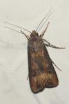 Agrotis ipsilon