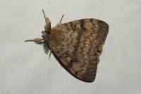 Lymantria dispar