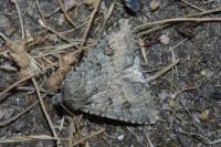 Anarta stigmosa
