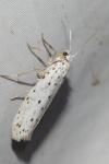 Yponomeuta