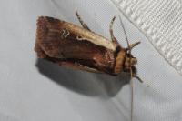 Ochropleura plecta