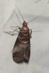 Acrobasis advenella