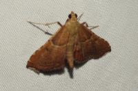 Endotricha flammealis