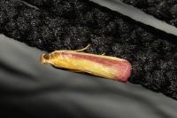 Oncocera semirubella