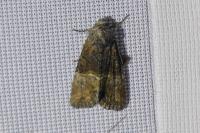 Mesoligia furuncula
